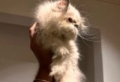 PERSIAN BABY KITTEN