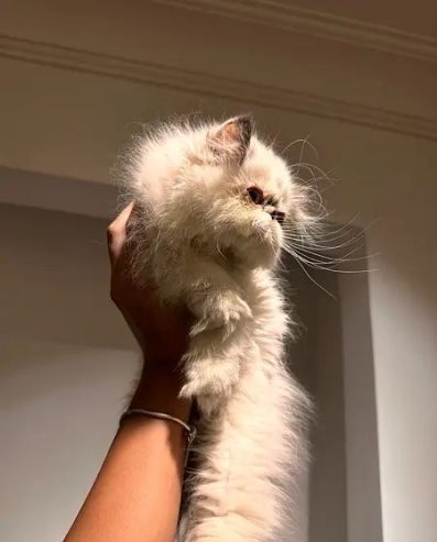 PERSIAN BABY KITTEN