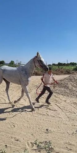 فرسه عشر هجين بلدي على عربي