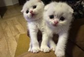 ** beautiful Scottish fold kittens