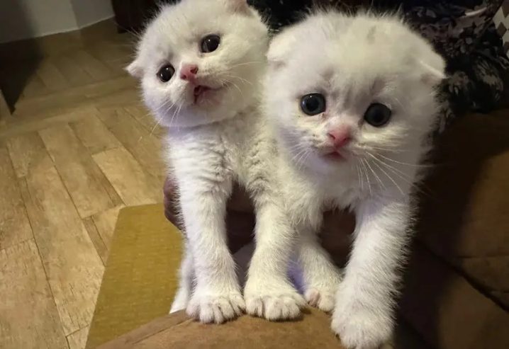 ** beautiful Scottish fold kittens