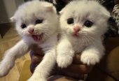 ** beautiful Scottish fold kittens