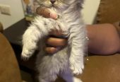 ** beautiful Scottish fold kittens