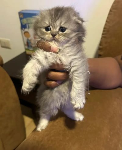 ** beautiful Scottish fold kittens