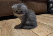 ** beautiful Scottish fold kittens