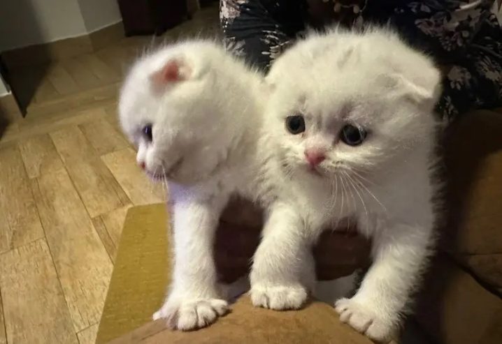 ** beautiful Scottish fold kittens