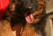 جيرمن شيبرد German shepherd puppy showline long hair pure بيور 100%