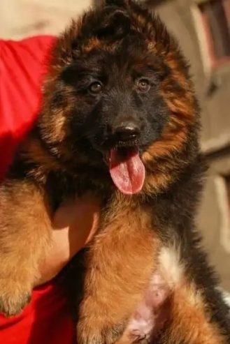 جيرمن شيبرد German shepherd puppy showline long hair pure بيور 100%