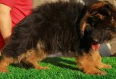 جيرمن شيبرد German shepherd puppy showline long hair pure بيور 100%