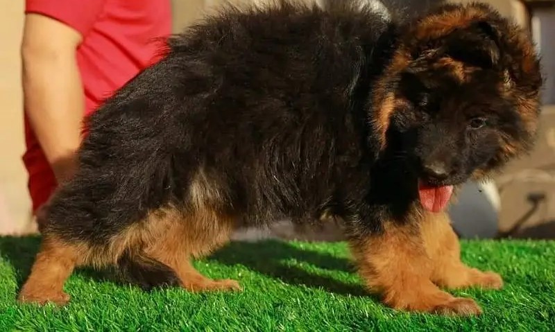 جيرمن شيبرد German shepherd puppy showline long hair pure بيور 100%