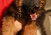 جيرمن شيبرد German shepherd puppy showline long hair pure بيور 100%