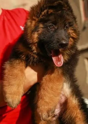 جيرمن شيبرد German shepherd puppy showline long hair pure بيور 100%