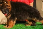 جيرمن شيبرد German shepherd puppy showline long hair pure بيور 100%