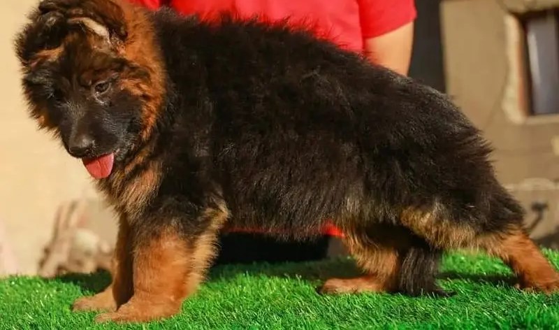 جيرمن شيبرد German shepherd puppy showline long hair pure بيور 100%