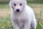 Siberian husky – سيبريان هاسكى