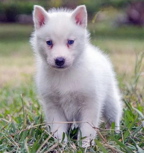 Siberian husky – سيبريان هاسكى