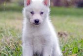 Siberian husky – سيبريان هاسكى