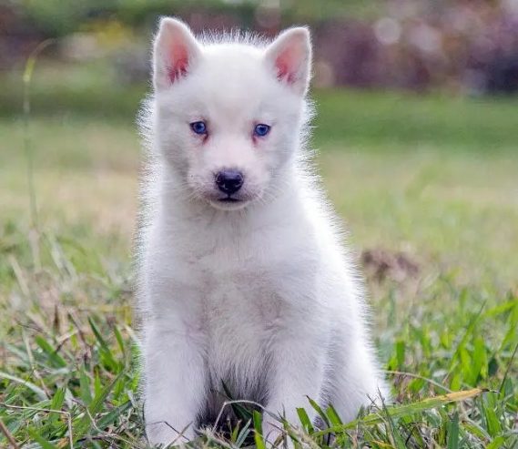 Siberian husky – سيبريان هاسكى