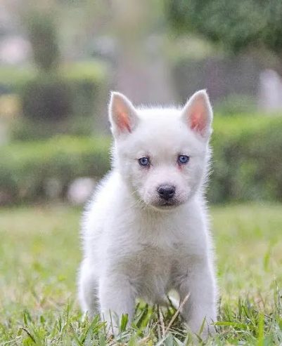 Siberian husky – سيبريان هاسكى