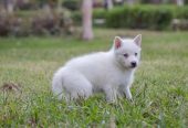 Siberian husky – سيبريان هاسكى