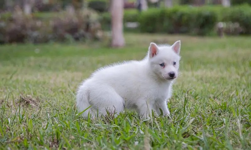 Siberian husky – سيبريان هاسكى