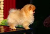 Pomeranian Dog Female orange Color for sale