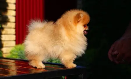 Pomeranian Dog Female orange Color for sale