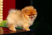 Pomeranian Dog Female orange Color for sale