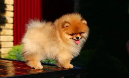 Pomeranian Dog Female orange Color for sale