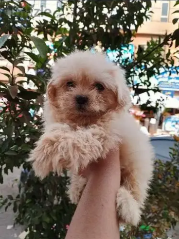 هافنيز بابي 45 يوم (Havanese puppies 45 days)