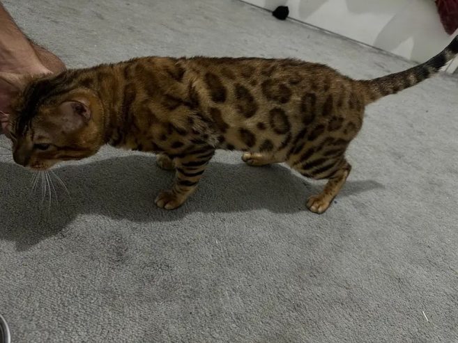 brown male bengal