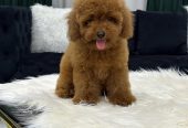 poodle toypoodle toy poodle بودل توي بودل