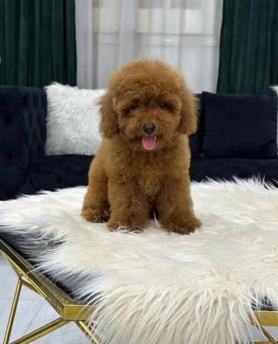 poodle toypoodle toy poodle بودل توي بودل