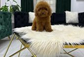 poodle toypoodle toy poodle بودل توي بودل