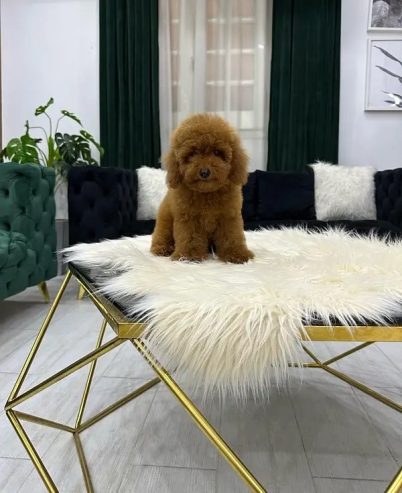 poodle toypoodle toy poodle بودل توي بودل