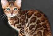 bright Bengal green eyes kittens from Russia