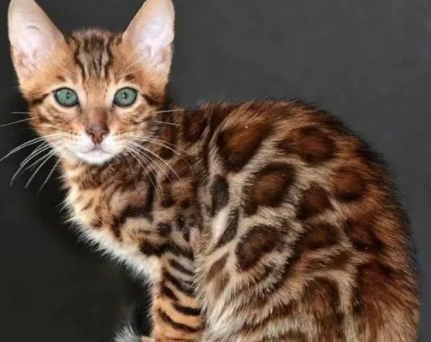 bright Bengal green eyes kittens from Russia