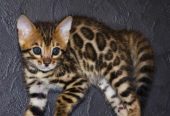 bright Bengal green eyes kittens from Russia