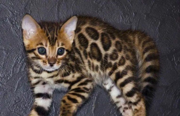 bright Bengal green eyes kittens from Russia