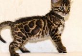 bright Bengal green eyes kittens from Russia