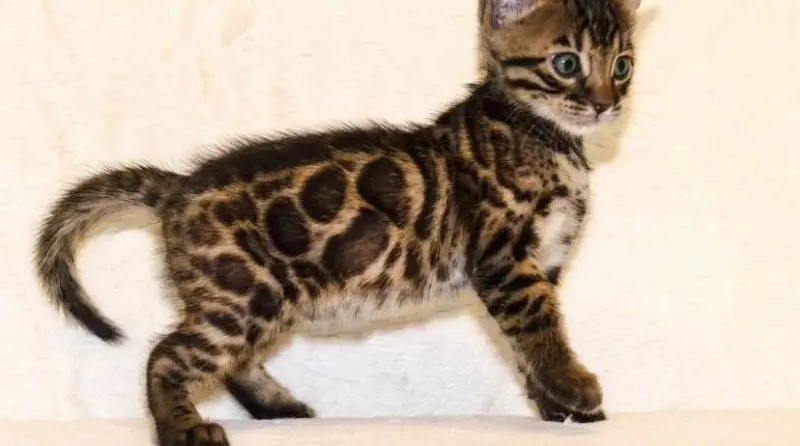 bright Bengal green eyes kittens from Russia