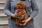 Female Poodle Dog for Sale From Europe