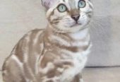 Kitten female Bengal mink from Russia