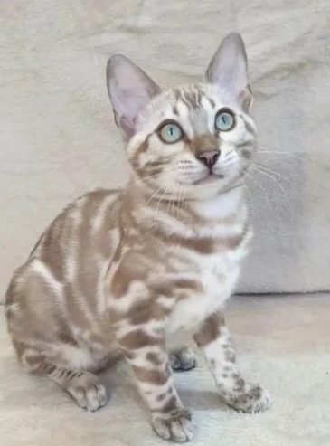 Kitten female Bengal mink from Russia