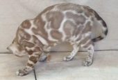 Kitten female Bengal mink from Russia