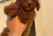 toy poodle توى بودل