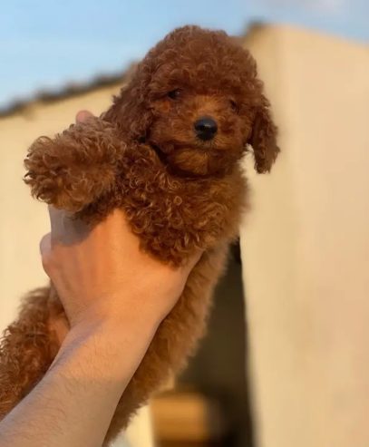 toy poodle توى بودل