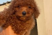 toy poodle توى بودل