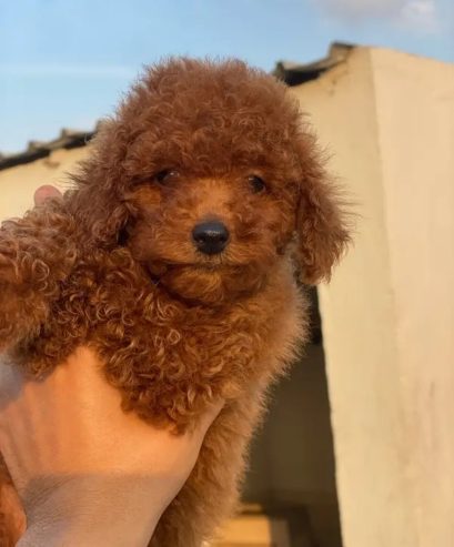 toy poodle توى بودل