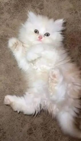 كيتن شيرازي شانشيلا بيور قطط ذكور واناث Persian cats, male and female